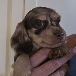 Mocha - Dachshund