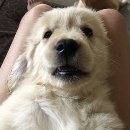 Golden Retriever Puppies from The Golden Garden