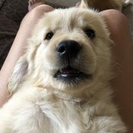 Golden Retriever Puppies from The Golden Garden