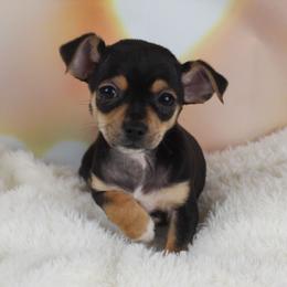 Benny - Black and tan male Chihuahua puppy in Decatur, Illinois from Petite Pups