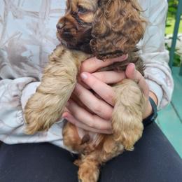 Cocker Spaniel puppies from Down in the Holler
