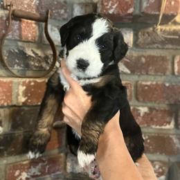 Minnie - Black tri-color female Aussiedoodle puppy in Orange Cove, California from Sand Creek Ranch Aussiedoodles