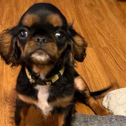 Aurora - Black and tan female English Toy Spaniel puppy in Pennsylvania from Enchanting Charlies