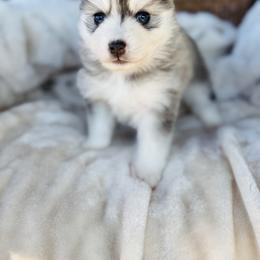 Razzie - Silver and white female Pomsky puppy in Yavapai County, Arizona from Pawsh Pomskies