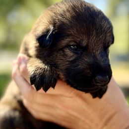 RVCA - Sable male German Shepherd puppy in Sonora, California from Elite Haus K9