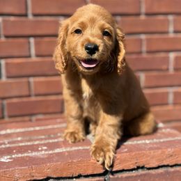 Boys - Buff male Cockapoo puppy in Chatom, Alabama from Troy  & Robin Bailey
