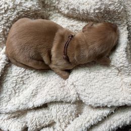 Brown Collar Boy - Golden male Golden Retriever puppy in Bristol, Tennessee from The Dogstead