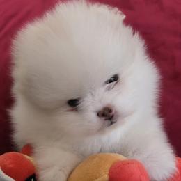 Pomeranian puppies from Glacial Pomeranians
