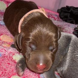 Dolly - Red and rust female Doberman Pinscher puppy in Brookfield, Wisconsin from Haus of Hound