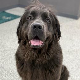 VIOLET - Newfoundland