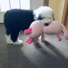 Old English Sheepdog Puppies from Bumblebears Old English Sheepdogs