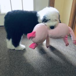 Old English Sheepdog Puppies from Bumblebears Old English Sheepdogs