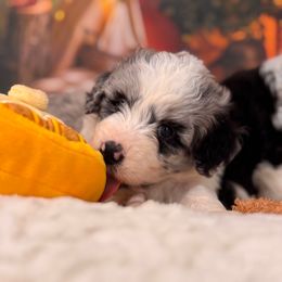 Aston - Blue merle female Aussiedoodle puppy in Dickerson, Maryland from Pawsome Aussie Doodles and Oodles