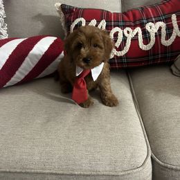 Simon - Apricot male Goldendoodle puppy in Mint Hill, North Carolina from DoodleForever