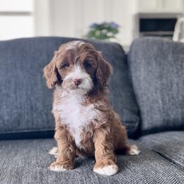 Fern - Red  male Goldendoodle puppy in St George, Utah from Doodle Bears of Southern Utah