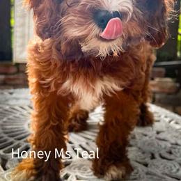 Ms Teal - Red female Cavapoo puppy in Maple Grove, Minnesota from Honey Bit Kennels