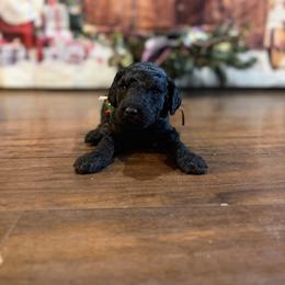Joe - Black male Goldendoodle puppy in Arlington, Texas from Chambers Doodle Patch