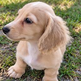 Apollo - Cream male Dachshund puppy in Winter Haven, Florida from Katrina's Punk Rock Dachshunds