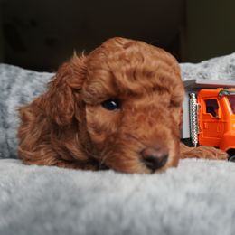 Poodle Puppies from Saria Ponte