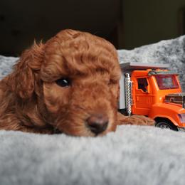 Poodle Puppies from Saria Ponte
