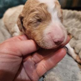 Blossom (red) - Parti female Poodle puppy in Snowflake, Arizona from TaylorMade Standard Poodles