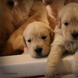 Golden Retriever Puppies from SunKissed Golden Retrievers