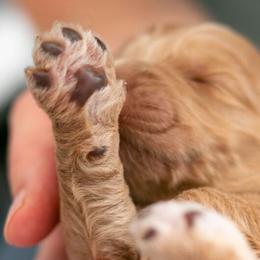 Australian Labradoodle and Labradoodle Puppies from Elite Blend Labradoodles