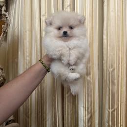 Caspian - Cream male Pomeranian puppy in Naples, Florida from 🤎 Dreaming Puppies 🐶
