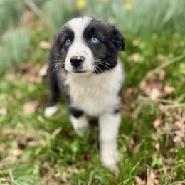 Black Bi Male - Black male Miniature Australian Shepherd puppy in Stuart, Virginia from Apple Tree Mini Aussies