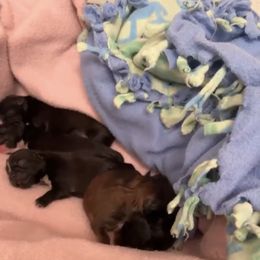 Shih Tzu Puppies from Shih Tzu Dreams Come True