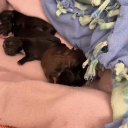 Shih Tzu Puppies from Shih Tzu Dreams Come True