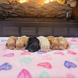Cavapoo puppies from Perdue Puppies
