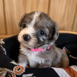 Beth - Blue merle female Aussiedoodle puppy in Abbeville, South Carolina from Double E Doodles