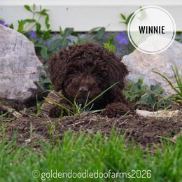 Winnie - Chocolate female Golden Aussiedoodle puppy in Hyrum, Utah from Goldendoodledoo Farms