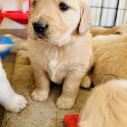 Golden Retriever Puppies from Castle Country Companions