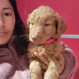 Hobey - Apricot female Goldendoodle puppy in Milwaukwe, Wisconsin from Wisconsin Doodles