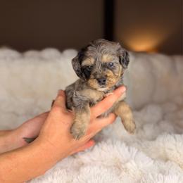 Marathon - Tri-color male Bernedoodle puppy in Sweetwater, Florida from Sandy Snout Doodles