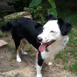 Cersei - Miniature Australian Shepherd