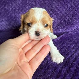 Aubrey - Blenheim female Cavalier King Charles Spaniel puppy in Knoxville, Tennessee from Rocky Top Cavapoos