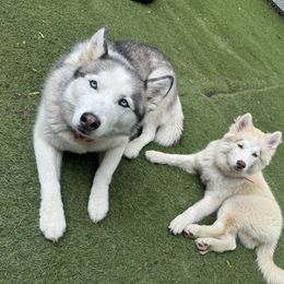Siberian Husky Puppies from Young Orchard Siberians