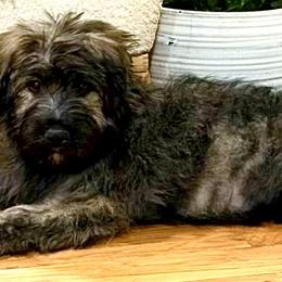Red Brindle - Brindle male Bouvier des Flandres puppy in Nunn, Colorado from Blood Family Frenchies and Bouvs