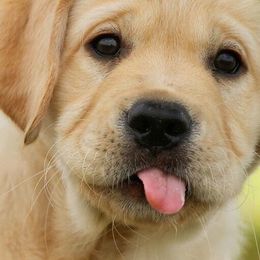 Labrador Retriever Puppies from KevMar Labradors