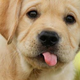 Labrador Retriever Puppies from KevMar Labradors