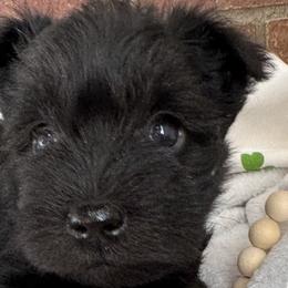 Miniature Schnauzers from Treasure State Schnauzers