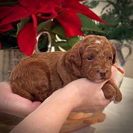 Orange Collar Boy - Red  male Poodle puppy in Modesto, California from Dry Creek Poodles