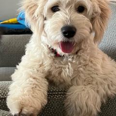 Molly - Goldendoodle