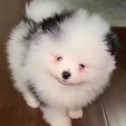 Oreo - Black parti male Pomeranian puppy in Sparks, Nevada from Pawfect Poms
