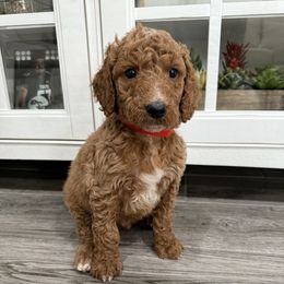 Red - Red  male Goldendoodle puppy in Bakersfield, California from Lavish Doodles