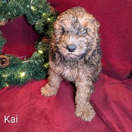 Kai - Brown male Cockapoo puppy in Sunset, Louisiana from Cano Cockapoos