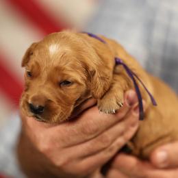Jo - Dark golden female Golden Retriever puppy in Payette, Idaho from Stonewick Retrievers